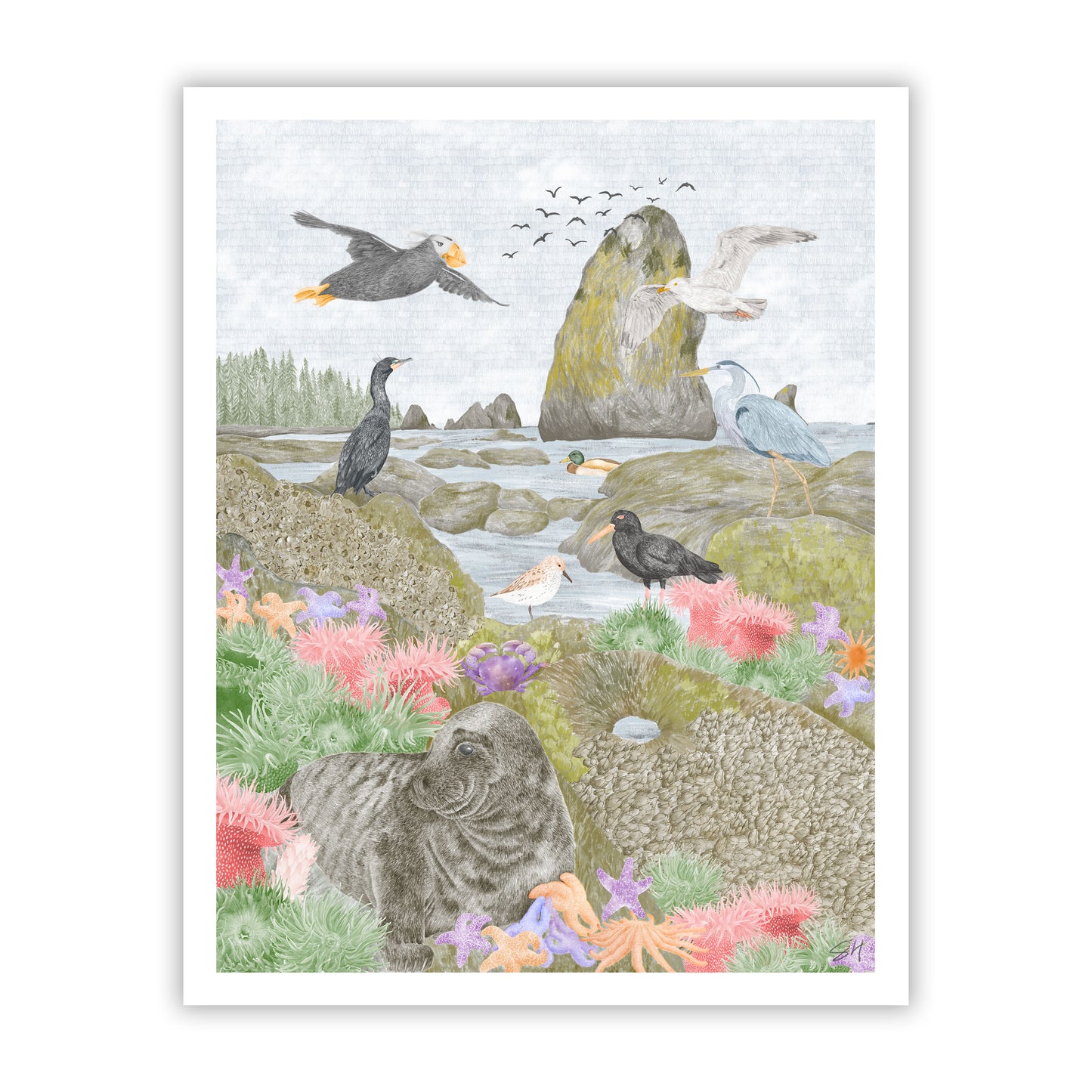 Salish Sea Tide Pools Fine Art Giclee Print