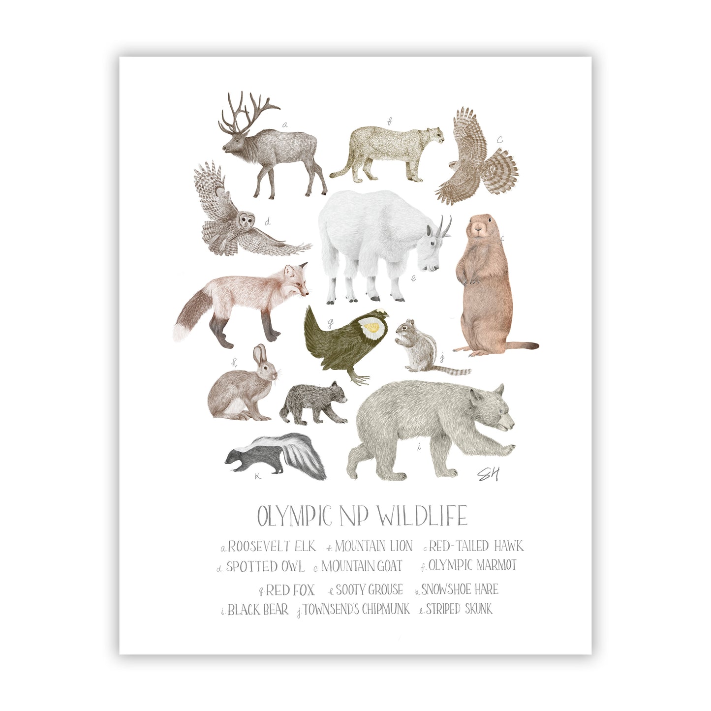 Olympic National Park Wildlife Field Guide Fine Giclee Print
