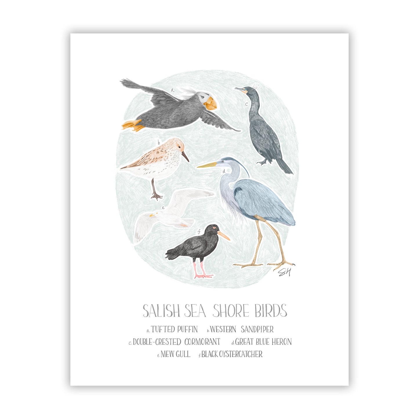 Salish Sea Shore Bird Field Guide Fine Art Giclee Print