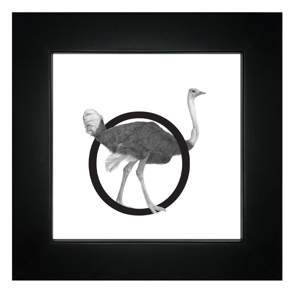 O is for Ostrich Framed Giclee Print